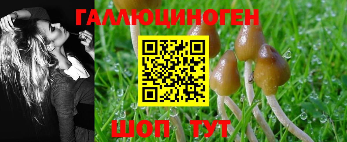 Псилоцибиновые грибы Psilocybine cubensis Кизляр